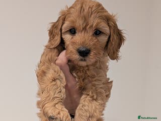 Goldendoodle dogs LAST 2 GIRLS F1BB Miniature goldendoodle puppies - Advert 10