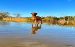 Labrador Retriever dogs for sale: Fox red Labrador puppies  - Image 5