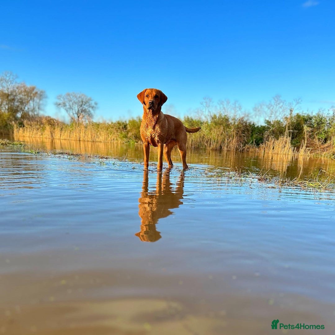 Labrador Retriever dogs for sale: Fox red Labrador puppies  - Image 5