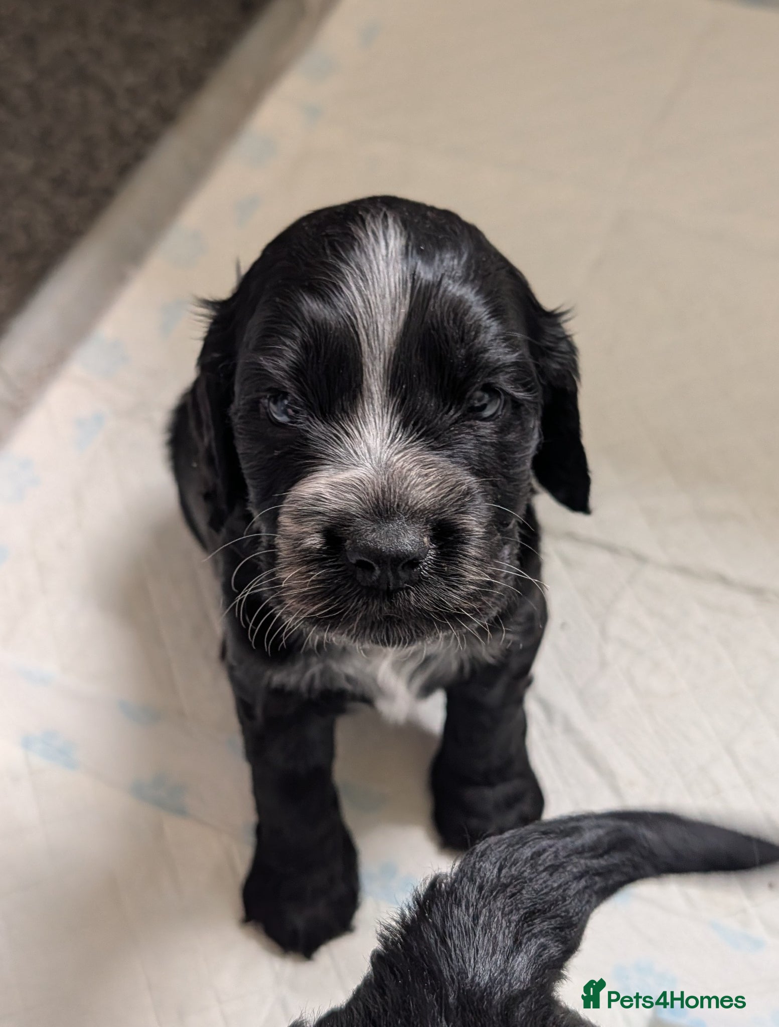 Cocker Spaniel dogs for sale: Beautiful cocker spaniel puppies  - Advert 19