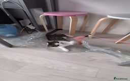 Domestic Shorthair cats for sale: 3 boys, 1 girl kittens  - Image 18