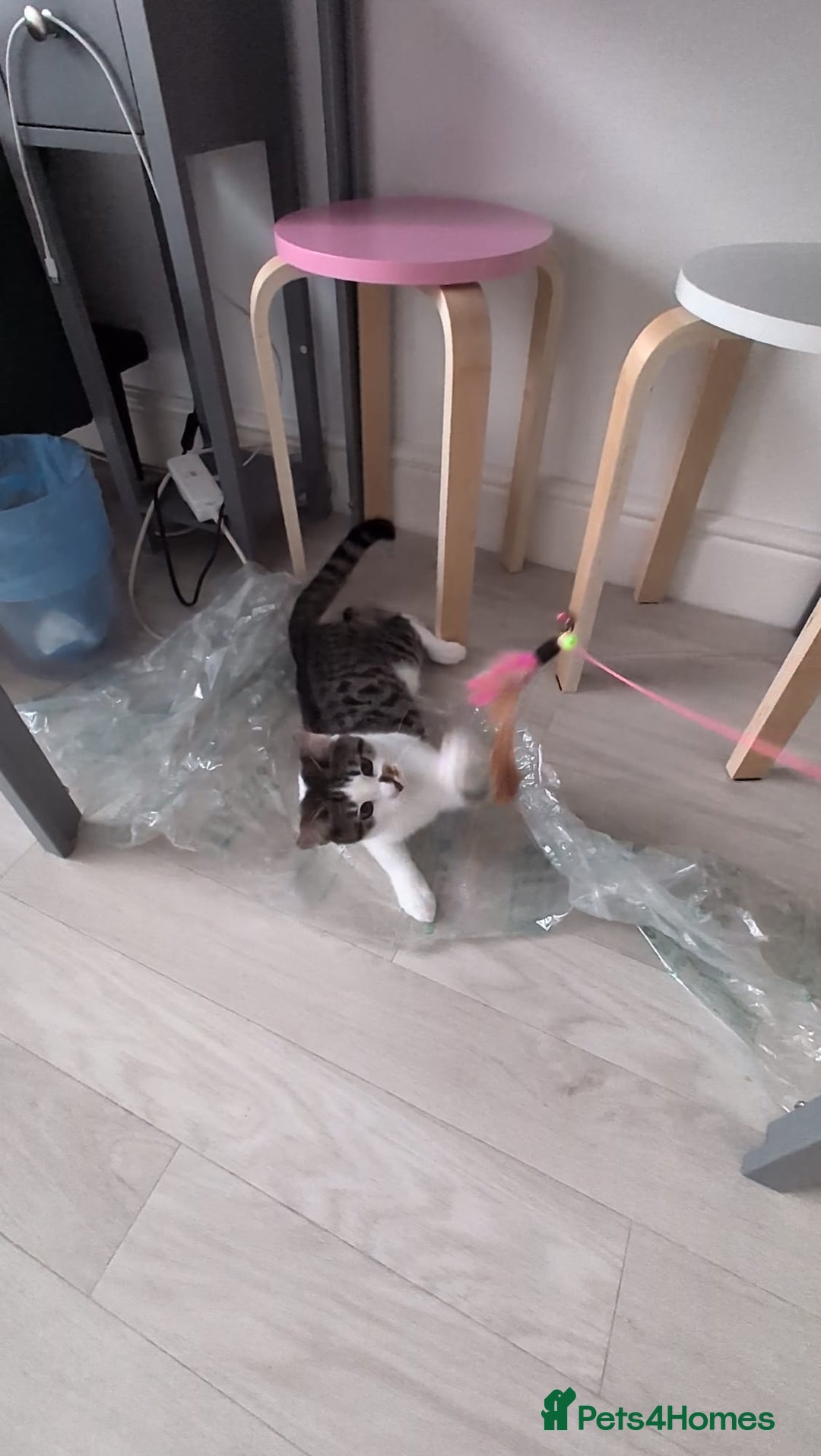Domestic Shorthair cats for sale: 3 boys, 1 girl kittens  - Image 18