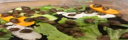 Snails invertebrates for sale: Giant African land snail babies  in London - Advert 3
