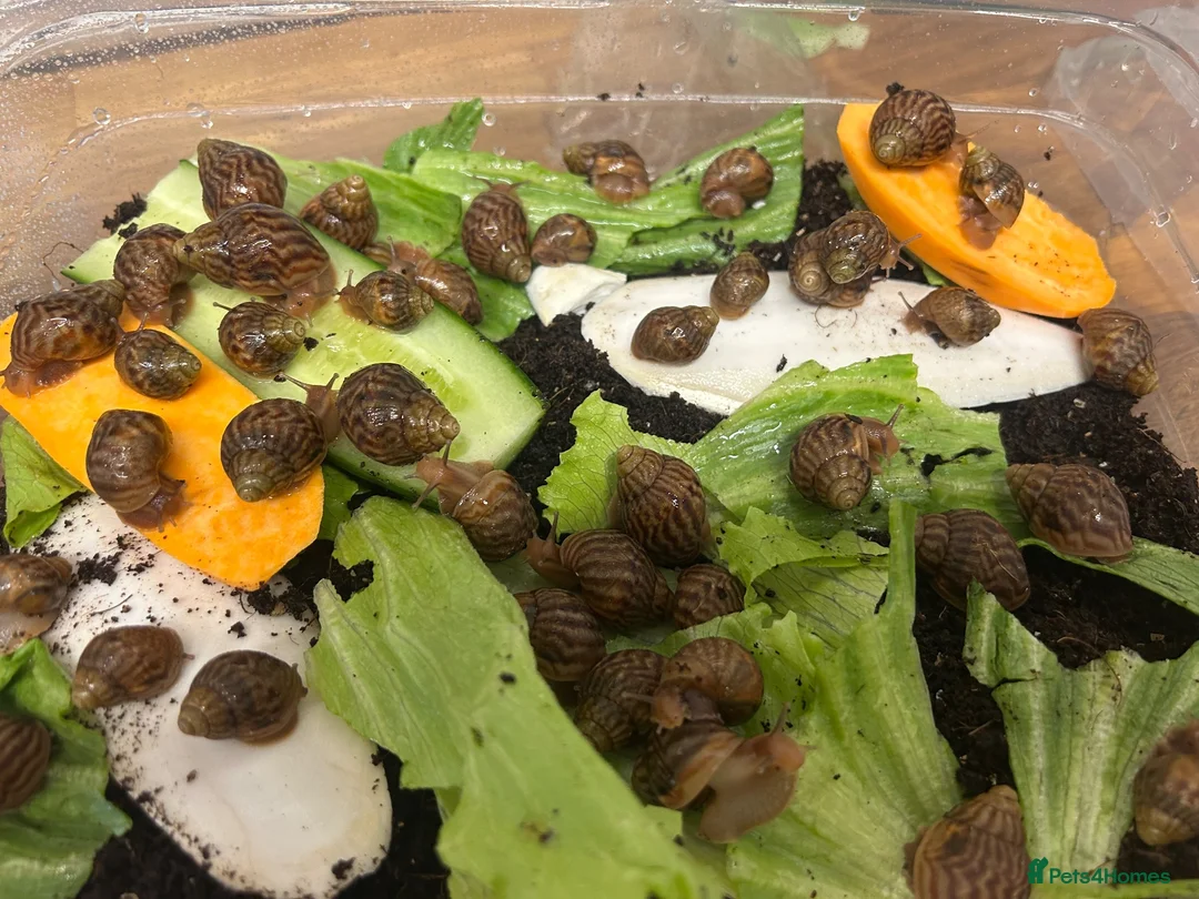 Snails invertebrates for sale: Giant African land snail babies  in London - Advert 3