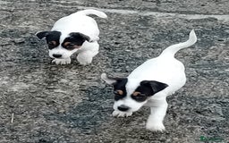 Jack Russell dogs for sale: Jack Russell Puppies  - Image 1