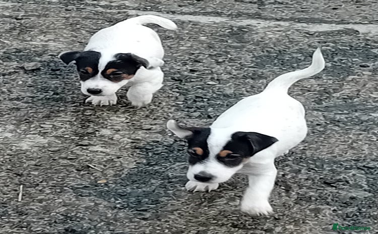 Jack Russell dogs - Advert 8