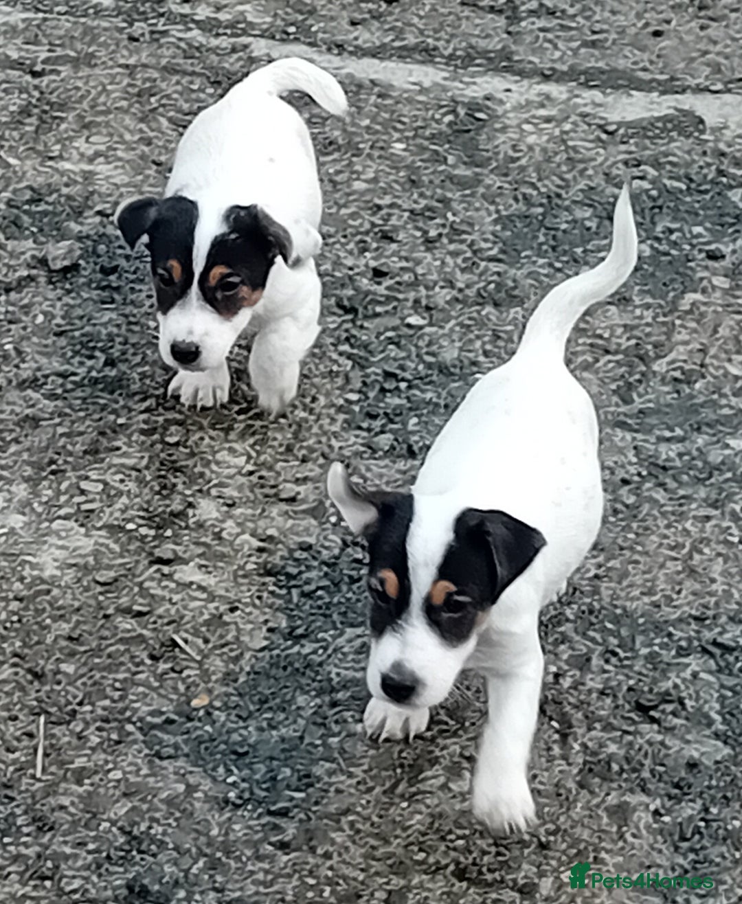 Jack Russell dogs for sale: Jack Russell Puppies  - Image 1