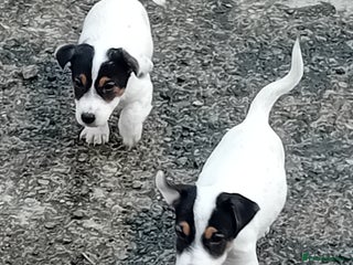 Jack Russell dogs - Advert 2