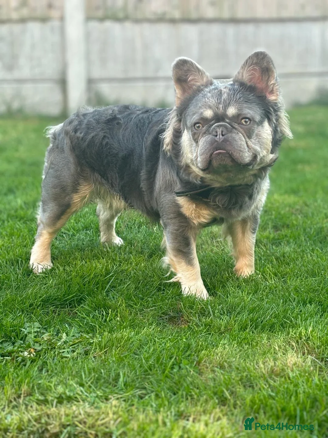 French Bulldog dogs for stud: Ernie - Advert 2