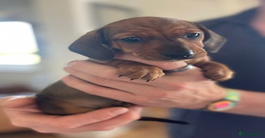 Miniature Dachshund dogs - Advert 5