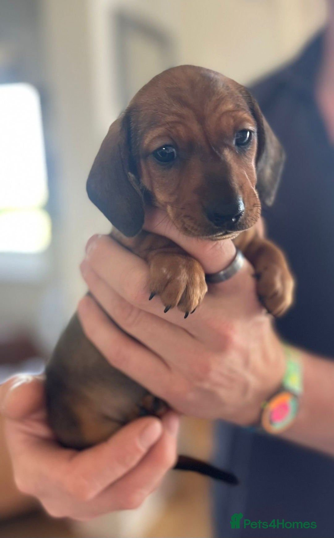 Miniature Dachshund dogs for sale: Mini Smooth Haired Dachshund - Image 3