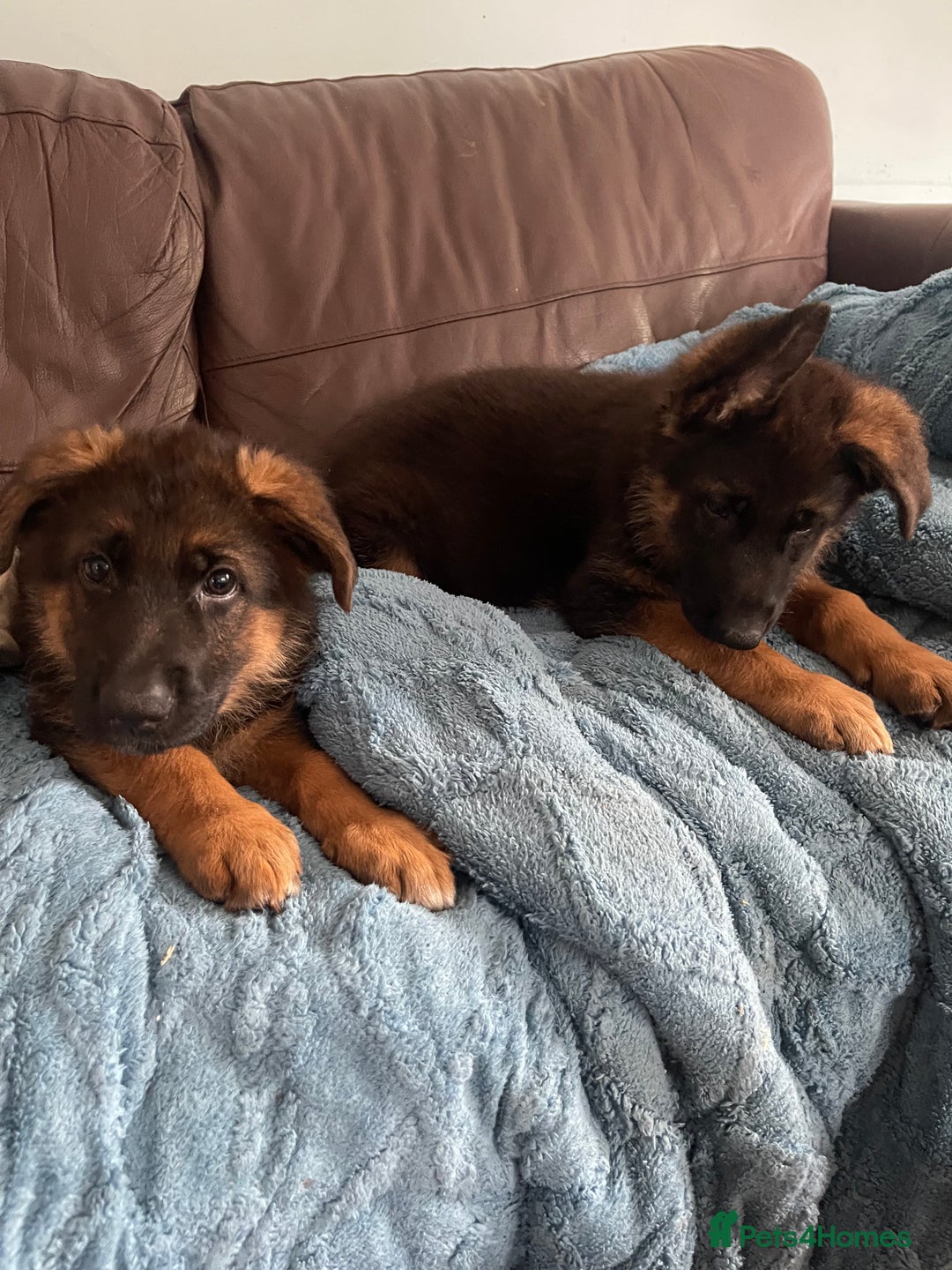 German Shepherd dogs for sale: German Shepherd pups KCRegistered/hip&elbow scored - Image 21