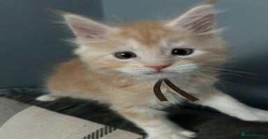 Maine Coon cats - Advert 10