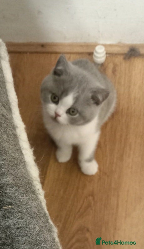 British Shorthair cats Blue and white British short hair kittens Ready  - Advert 3