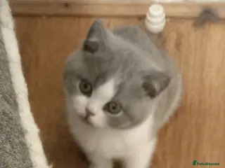 British Shorthair cats Blue and white British short hair kittens Ready - Advert 1