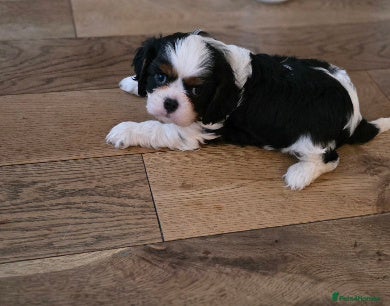 Cavalier King Charles Spaniel dogs KC Cavalier King Charles puppies - Advert 3