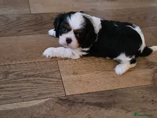 Cavalier King Charles Spaniel dogs KC Cavalier King Charles puppies - Advert 3