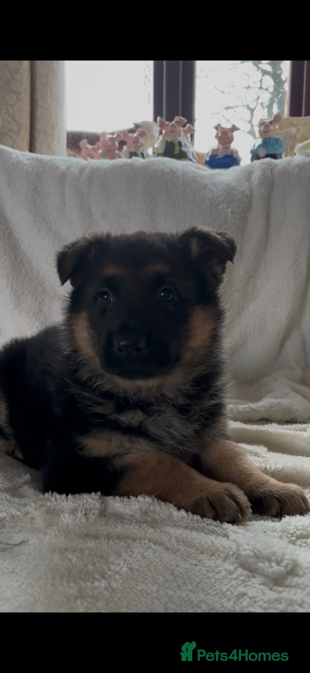 German Shepherd dogs for sale: Beautiful German Shepard Pups for sale. - Advert 4