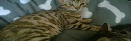 Mixed Breed cats for sale: Cute and Playful Kittens - Advert 5