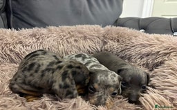 Miniature Dachshund dogs for sale: Outstanding true miniature Dachshund pups 🐾 - Image 20