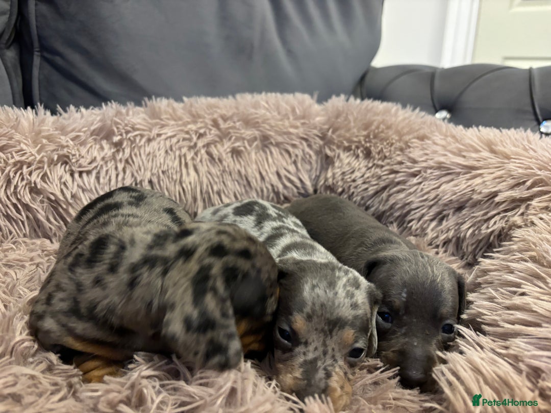 Miniature Dachshund dogs for sale: Outstanding true miniature Dachshund pups 🐾 - Image 20