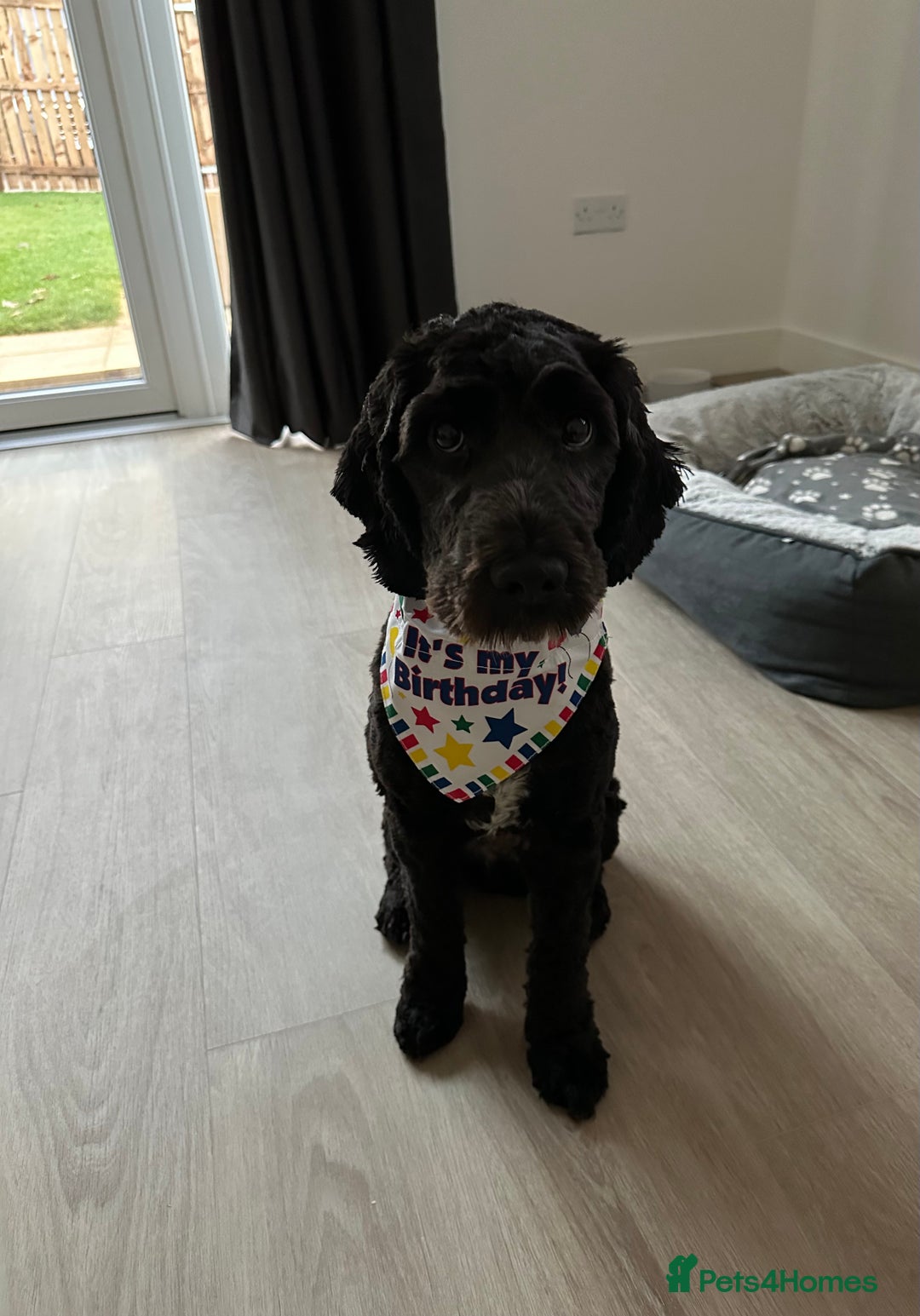 Cockapoo dogs for sale: Rio (13 month old Cockapoo)  - Advert 2