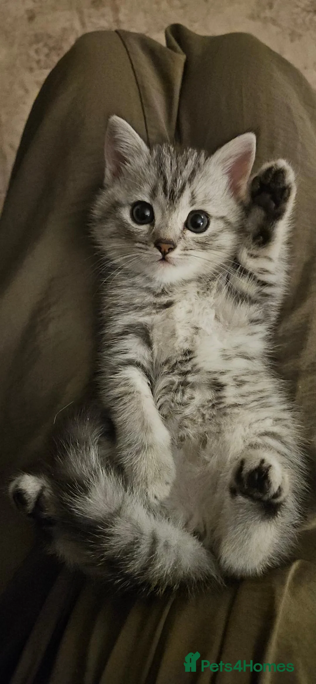 British Shorthair cats for sale: Fabulous kittens  ready  for their forever home in Dunmow - Advert 1