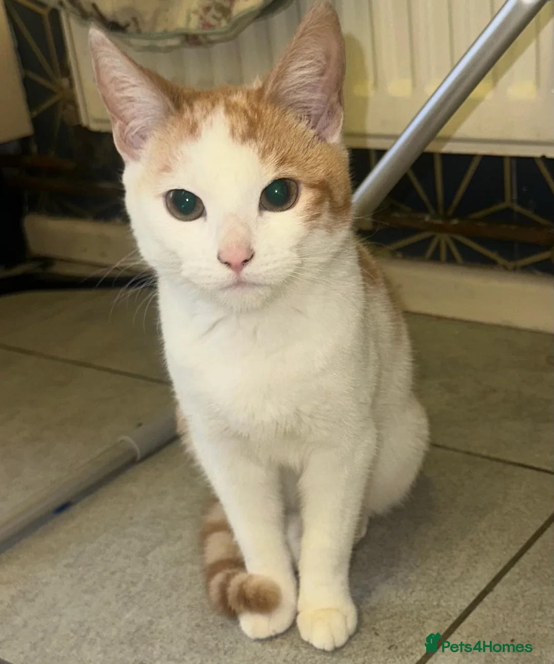 Mixed Breed cats for sale: 1 white boy, 2 white and orange girls - Advert 12