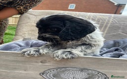 Cockapoo dogs for sale: Cockapoo puppies  - Image 10