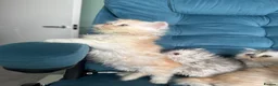 Persian cats for sale: Beautiful Persian Kittens Available forLovingHomes - Advert 4
