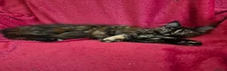 Maine Coon cats for sale: XL maine coon kittens GCCF  - Advert 5
