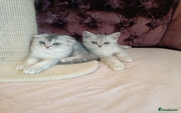 British Shorthair cats for sale: Gorgeous kittens for sale  - Image 23