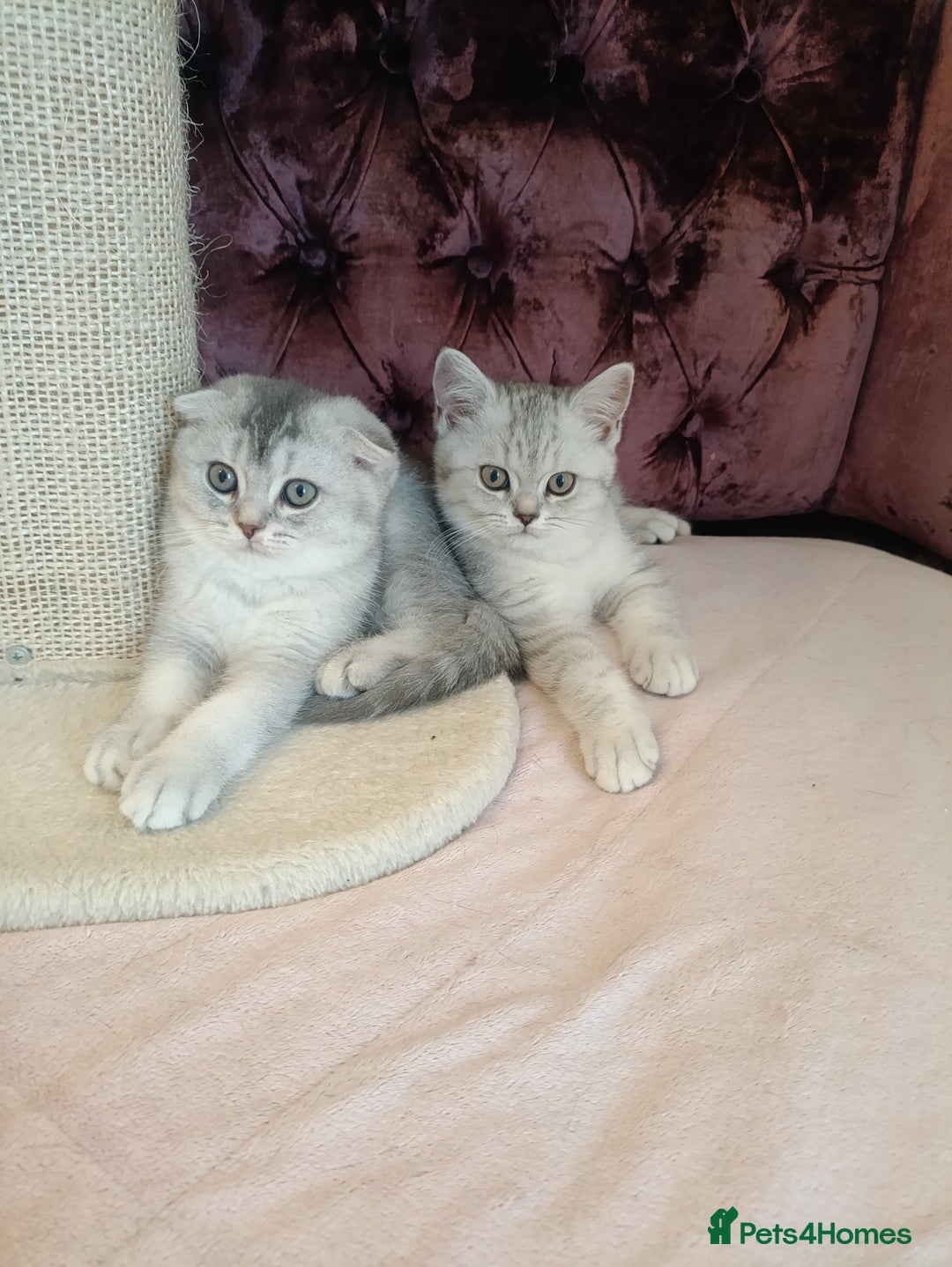 British Shorthair cats for sale: Gorgeous kittens for sale  - Image 23