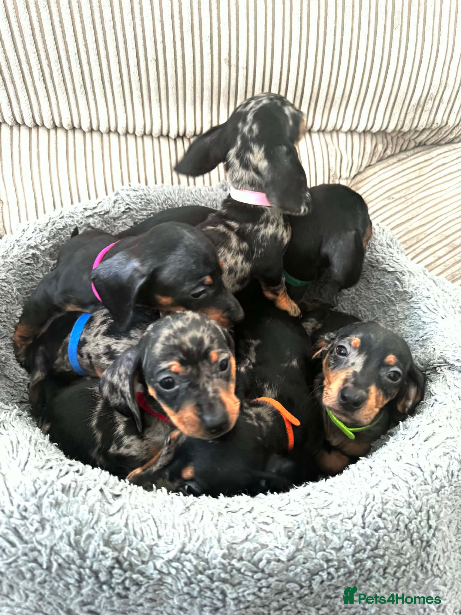 Miniature Dachshund dogs Miniature Dachshund  - Advert 7