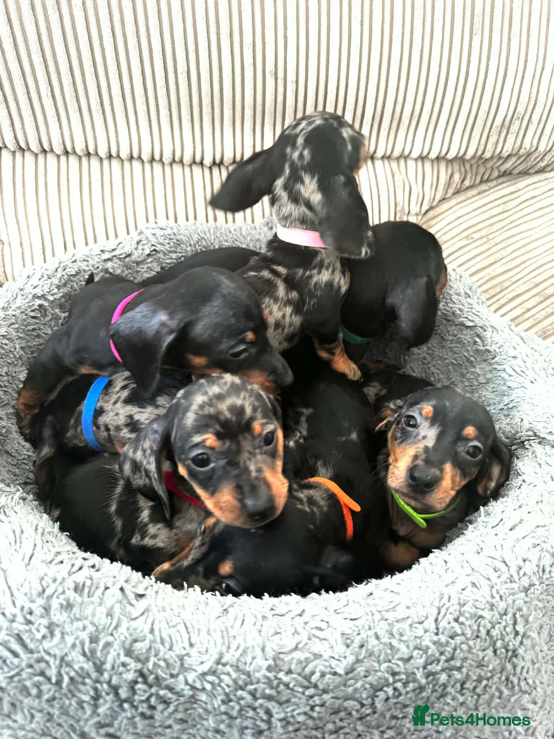 Miniature Dachshund dogs for sale: Miniature Dachshund  - Advert 1