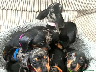 Miniature Dachshund dogs Miniature Dachshund - Advert 1