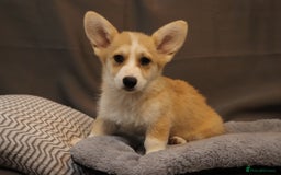 Welsh Corgi Pembroke dogs for sale: Stunning 33 Generation KC Pembroke Corgi Pups - Image 19