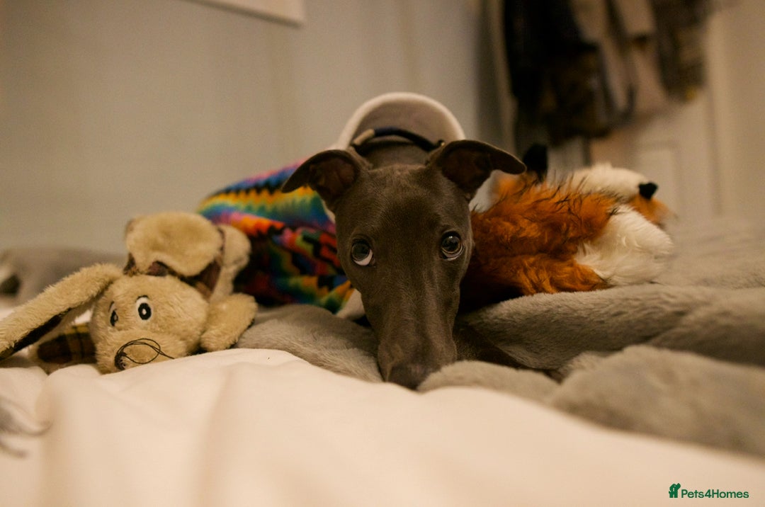Whippet dogs for sale: 💙 Whippet Puppies – Beautiful Blue Litter 💙 - Image 23
