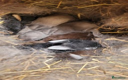 Rex rabbits for sale: Purebred Mini Rex babies - rainbow colours!  - Image 2