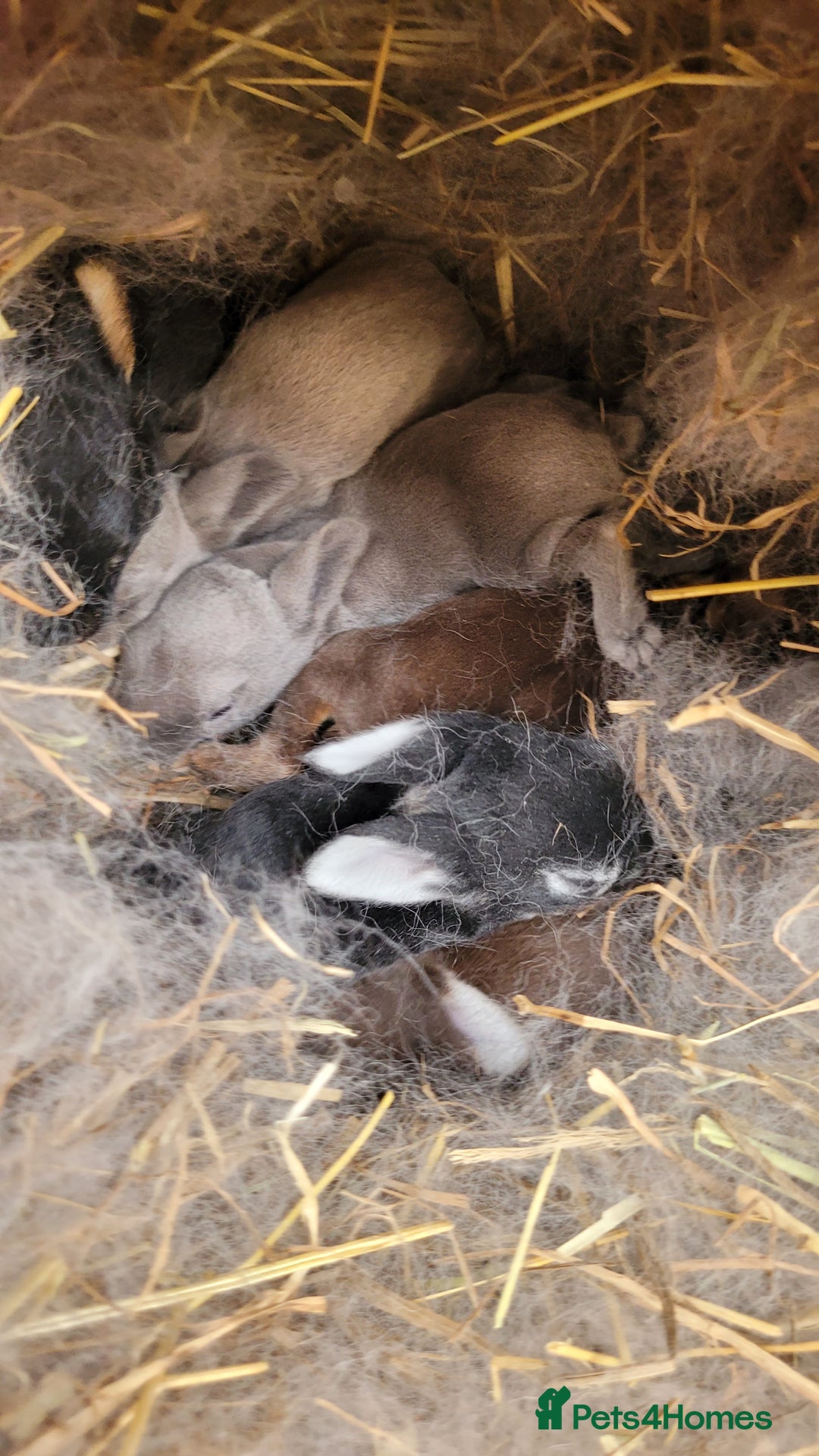 Rex rabbits for sale: Purebred Mini Rex babies - rainbow colours!  - Image 2