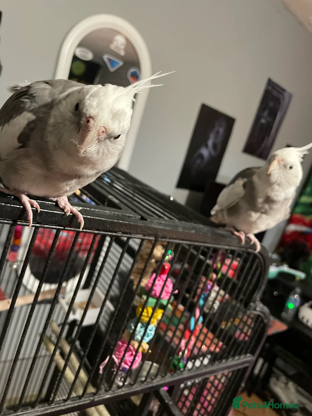 Cockatiels birds for sale: cockatiels  - Advert 2