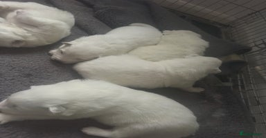 Samoyed dogs Adorable 6 Samoyed Puppies Waiting Forever Homes - Advert 7
