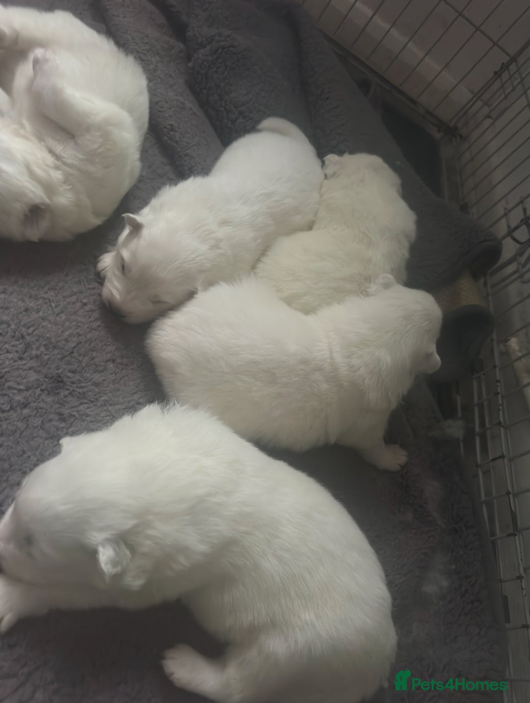 Samoyed dogs for sale: Adorable 6 Samoyed Puppies Waiting Forever Homes - Advert 22