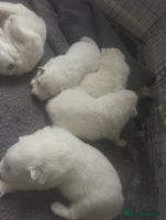 Samoyed dogs Adorable 6 Samoyed Puppies Waiting Forever Homes - Advert 2