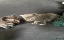 Ragdoll cats for sale: 5 Ragdoll cross babies available  - Image 7