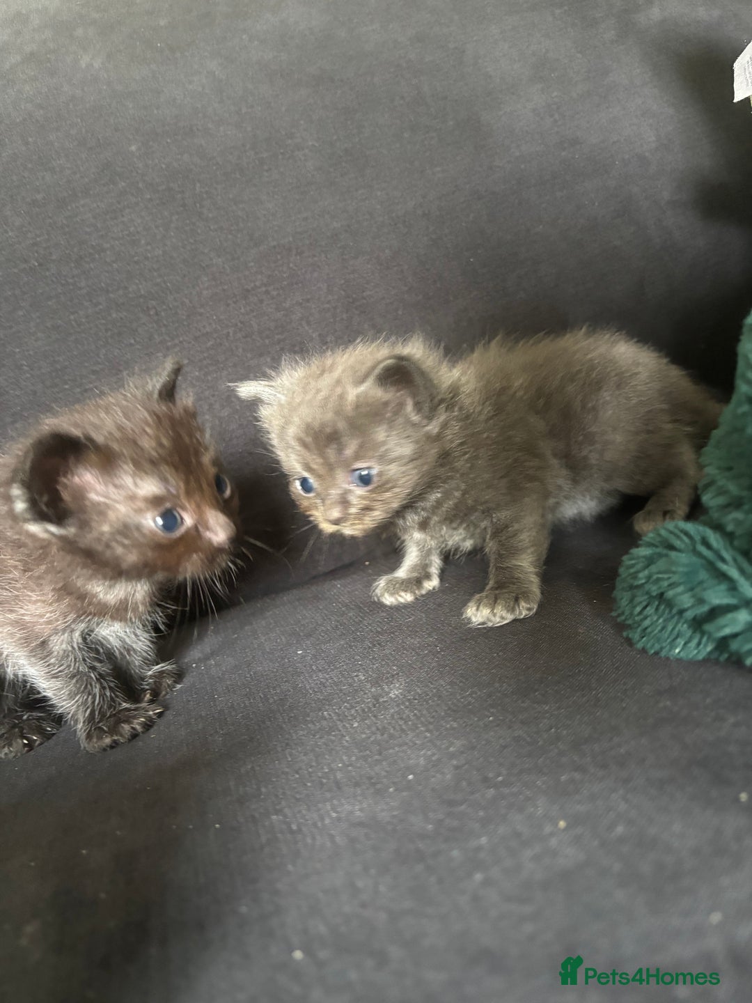 Ragdoll cats for sale: 5 Ragdoll cross babies available  - Image 7
