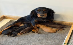 Cocker Spaniel dogs for sale: KC reg cocker spaniel pups  - Image 1
