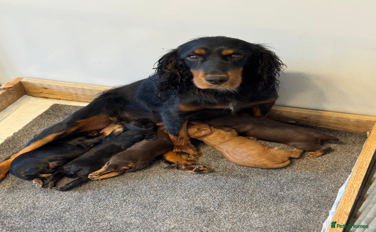 Cocker Spaniel dogs - Advert 1