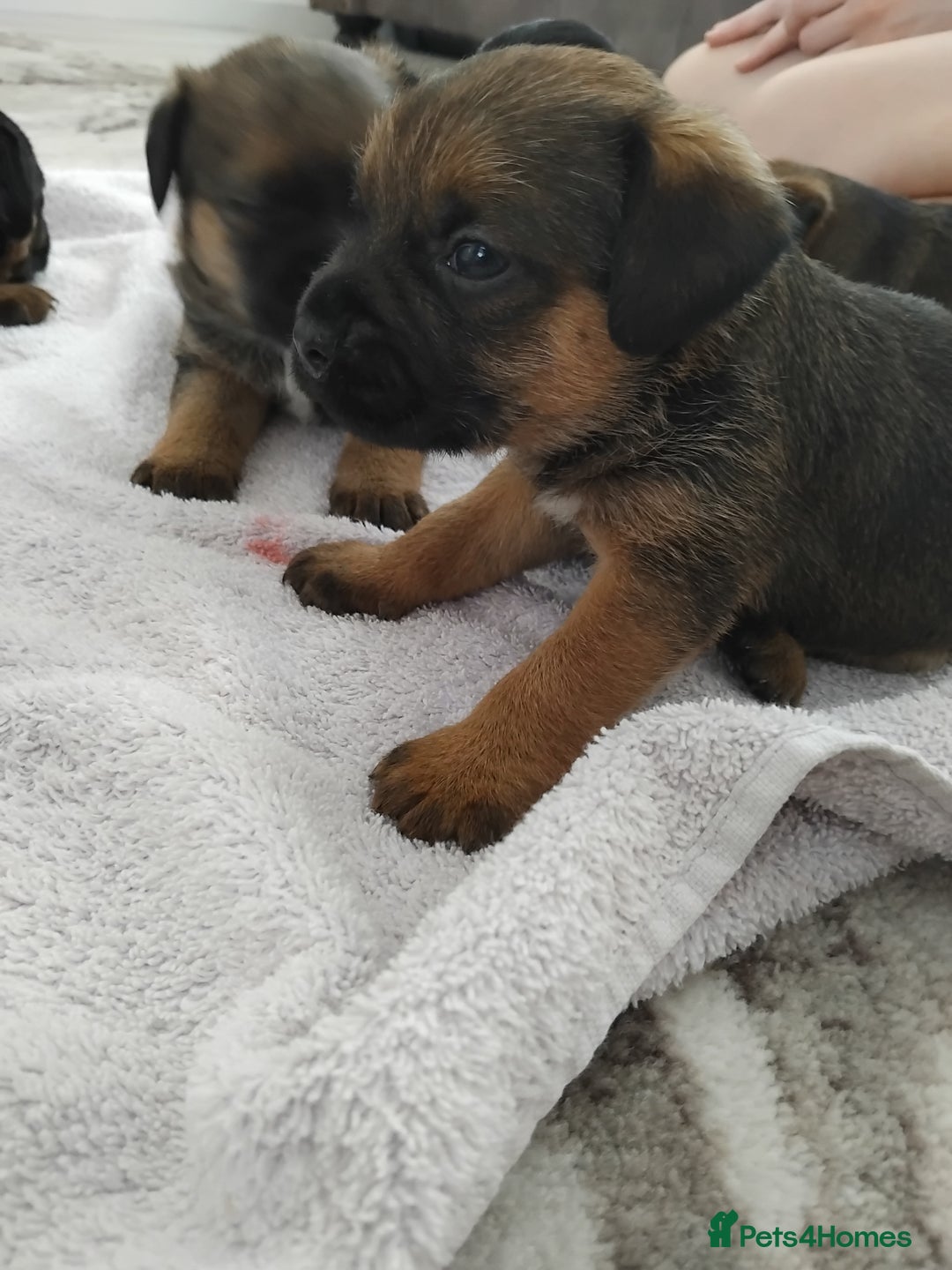 Border Terrier dogs for sale: 5 border terrier puppys  - Image 5