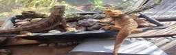Bearded Dragon reptiles for sale: Baby Bearded Dragons - Advert 4